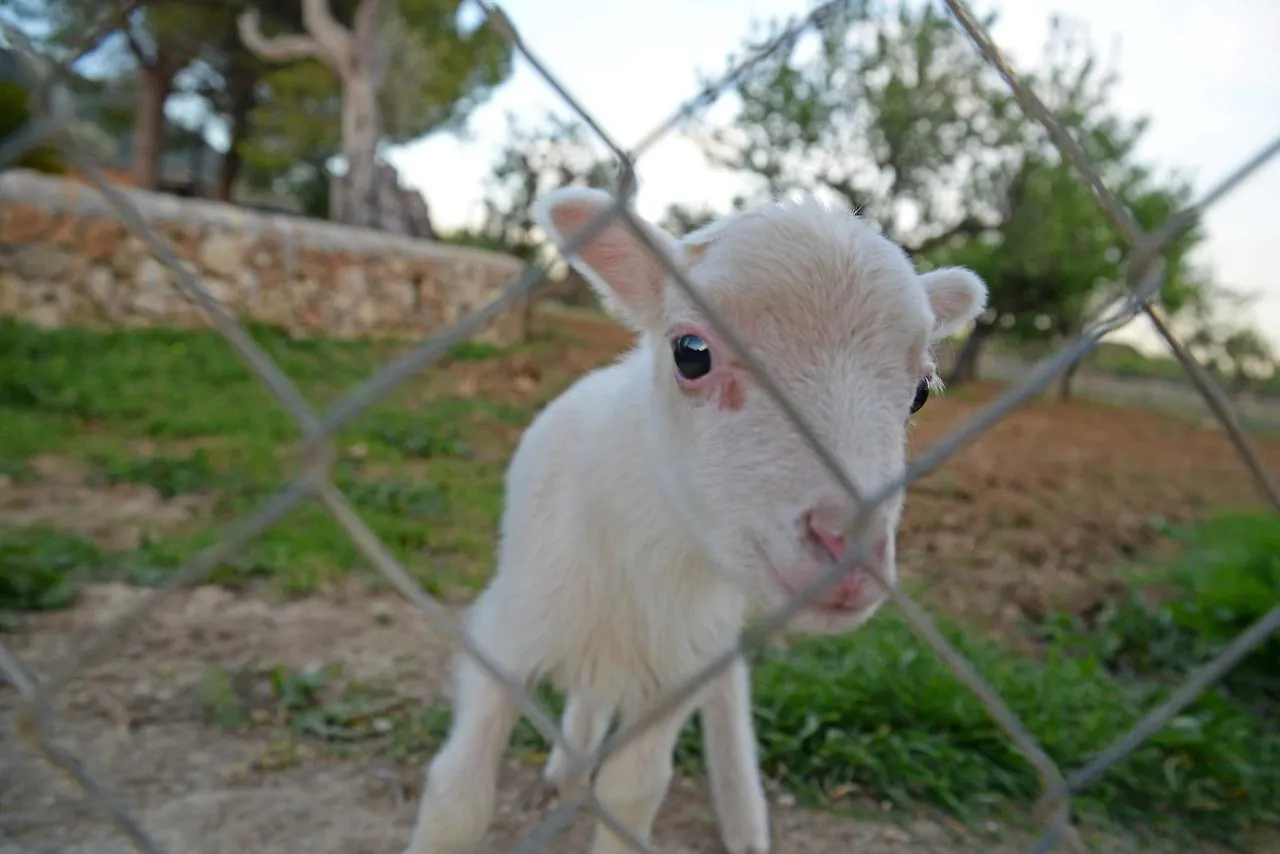 Finca - Agroturisme Sa Parellada Binibona Spain